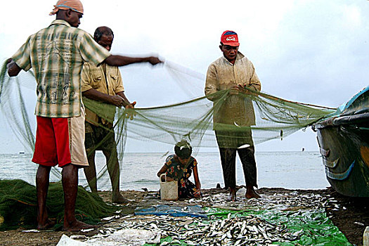 渔民,摇动,网,收集,小,鱼,抓住,靠近,海洋,海滩,斯里兰卡,七月,2005年