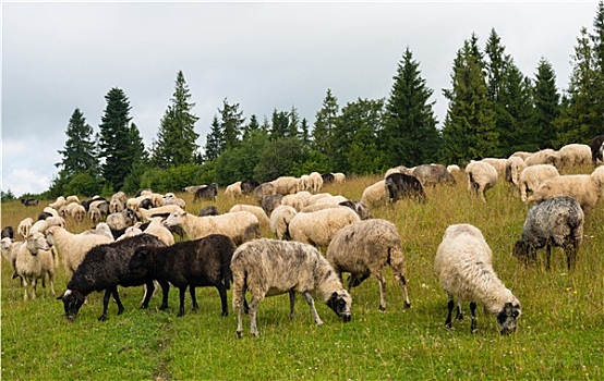 羊群,草地,喀尔巴阡山脉