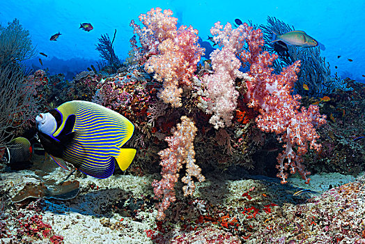 刺蝶鱼,刺盖鱼属,正面,珊瑚礁,软珊瑚,软珊瑚目,印度洋,马尔代夫,亚洲