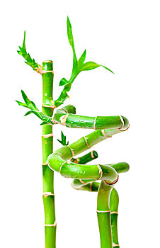 富贵竹,植物,龙血树属