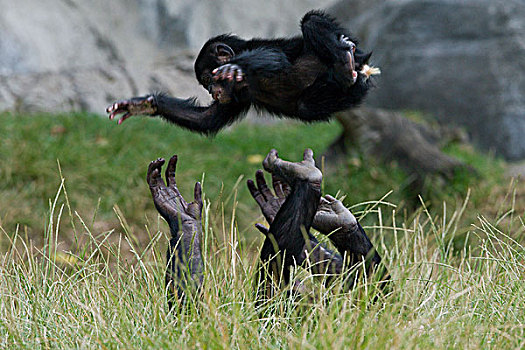 倭黑猩猩,女性,玩,少年,投掷,空中,非洲