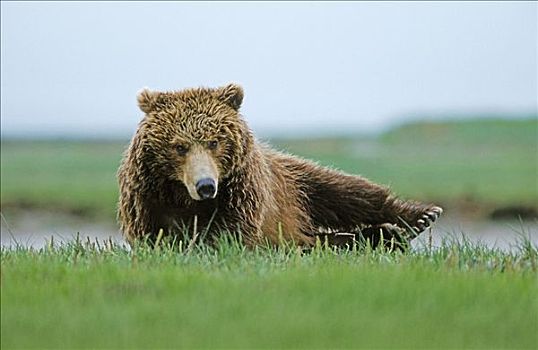 棕熊,醒,阿拉斯加