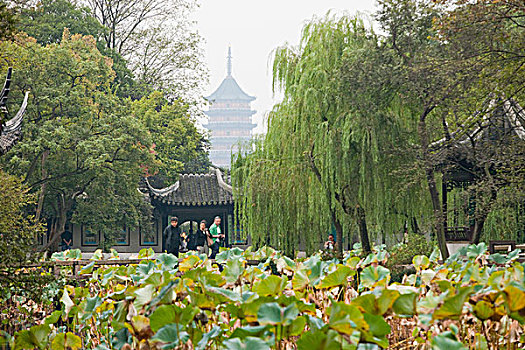 花园,北方,庙宇,塔,远景,苏州,江苏,中国