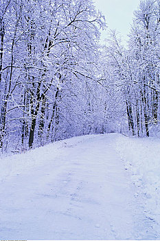 积雪,道路,树林