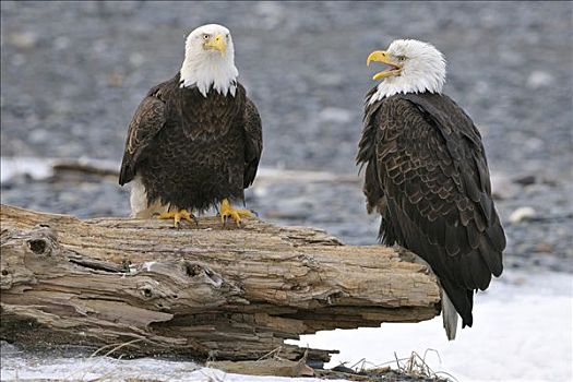 白头鹰,海雕属,雕,繁殖,肯奈半岛,阿拉斯加,美国