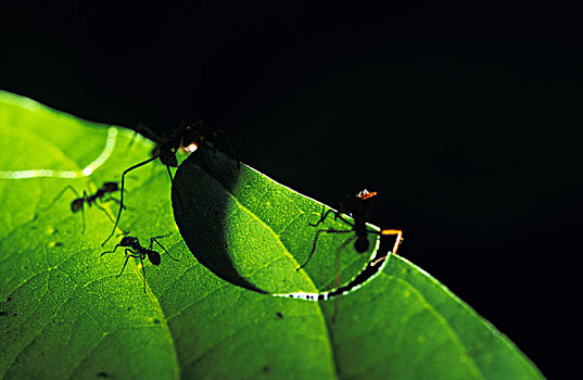叶子,切割器具,蚂蚁,哥斯达黎加