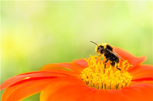 蜜蜂,收集,花粉