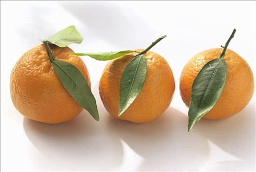 三个,橘子,叶子