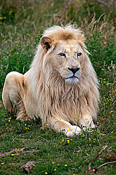 狮子,成年,雄性,白色,彩色,变异,非洲,俘获,英格兰,英国,欧洲