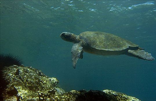 太平洋,绿海龟,龟类,费尔南迪纳岛,濒危,加拉帕戈斯群岛