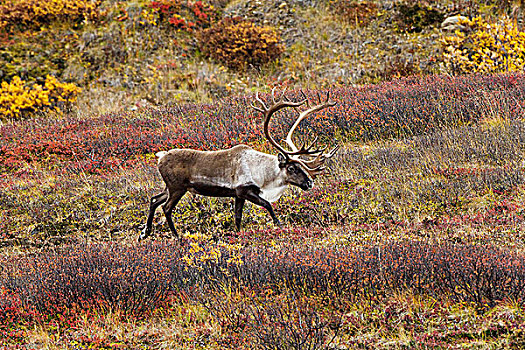驯鹿属,雄性动物,秋天,苔原,公路,德纳里峰国家公园,阿拉斯加,美国
