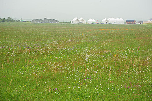 承德,坝上,草原,花海,原野,开阔,河流,植被,牧场