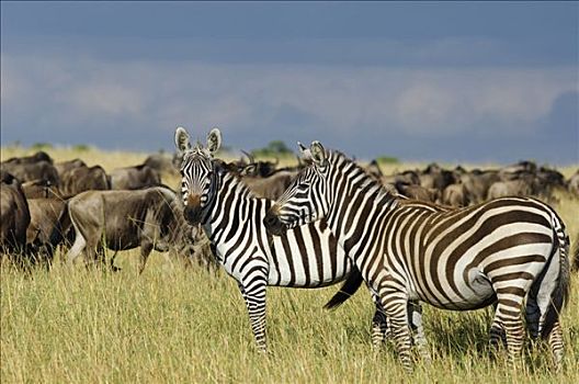 肯尼亚,马赛马拉国家保护区,白氏斑马,角马,室外,马赛马拉
