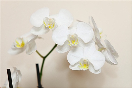 蝴蝶兰属,白色,兰花,墙壁,背景
