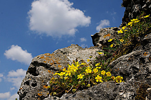 风景,岩蔷薇,花,普拉蒂纳特,巴伐利亚,德国