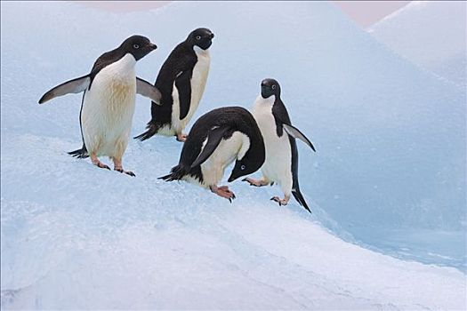 阿德利企鹅,站立,冰山,保利特岛,南极