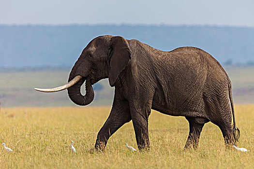 非洲,灌木,大象,非洲象,雄性动物,热带草原,马赛马拉国家保护区,肯尼亚