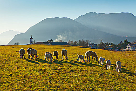 奥地利,提洛尔,绵羊,高原