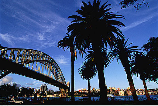 城市天际线,棕榈树,悉尼,澳大利亚