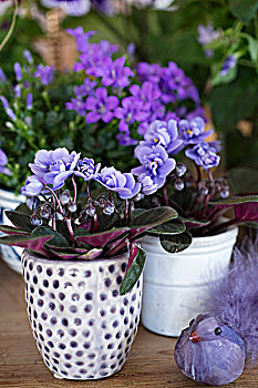 淡紫色,非洲,紫罗兰,陶瓷,罐,一个,斑点,紫色,鸟,装饰