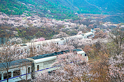 花海列车