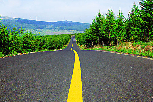 草原山柏油路松树林