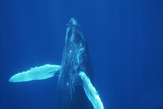 驼背鲸,大翅鲸属,鲸鱼,好奇,幼兽,毛伊岛,夏威夷,提示,照相