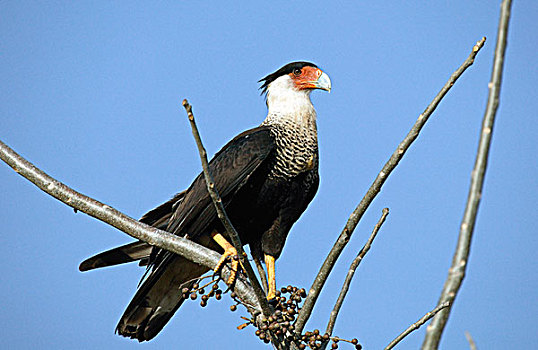 凤头卡拉鹰,哥斯达黎加