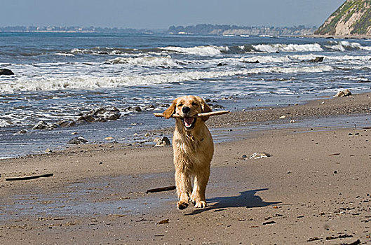 金毛猎犬,走,棍,海滩,圣芭芭拉,加利福尼亚