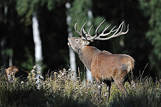 赤鹿,鹿属,鹿,叫,杜鹿,发情期,自然保护区,下萨克森,德国,欧洲