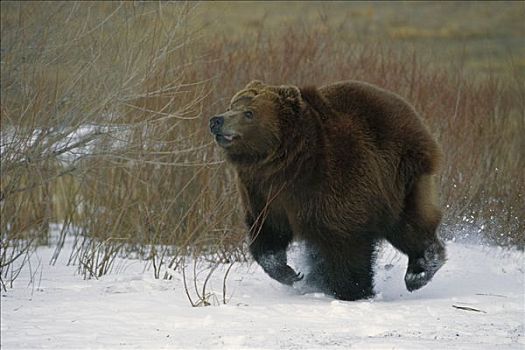 大灰熊,棕熊,北美
