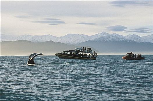 抹香鲸,鲸尾叶突,游客,看,船,新西兰