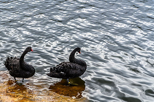 在长春雕塑公园湖面的黑天鹅