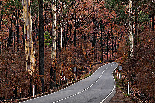 公路,烧,树,树林,黑色,星期六,林区大火,2009年,维多利亚,澳大利亚