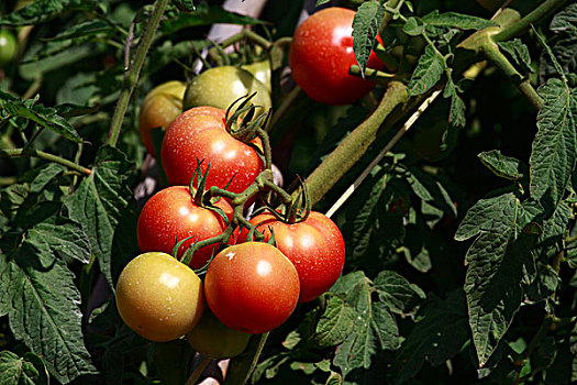 西红柿,伊比沙岛,西班牙,欧洲
