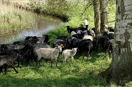 绵羊,河,梅克伦堡前波莫瑞州,德国,欧洲