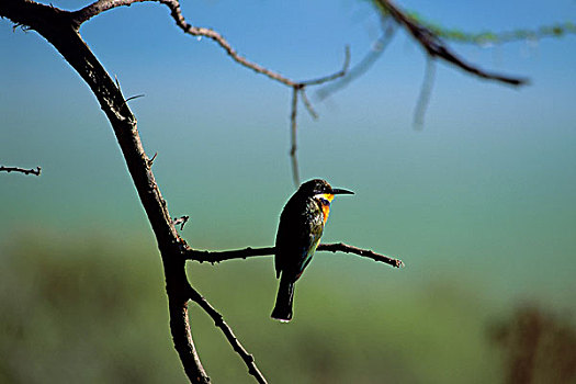 坦桑尼亚,恩戈罗恩戈罗火山口,食蜂鸟