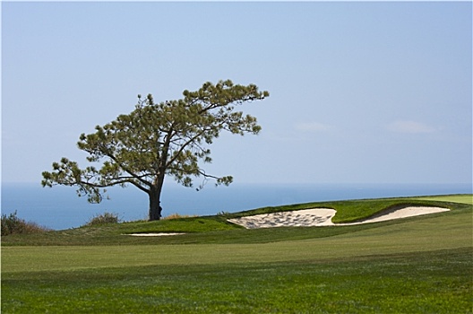 风景,松树,高尔夫球场
