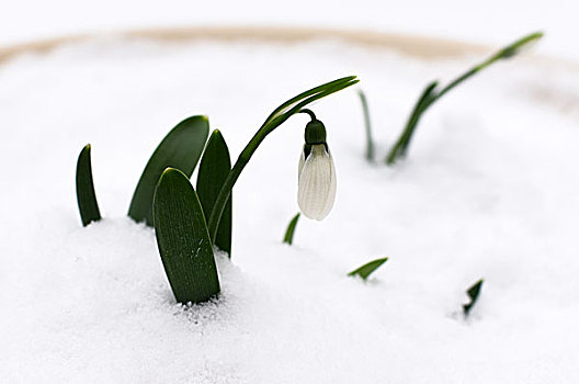 雪滴花