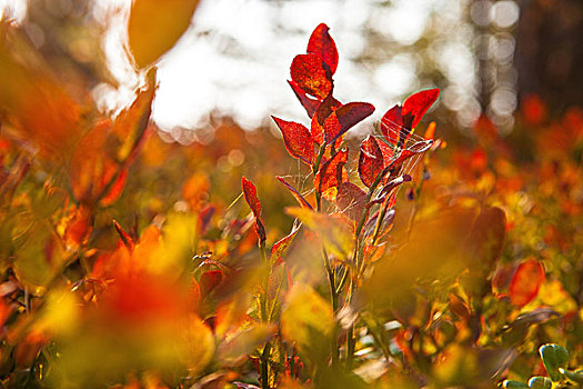 秋天,灌木,瑞典