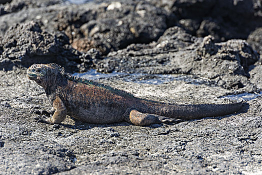 海鬣蜥,圣克里斯托瓦尔,岛屿,加拉帕戈斯群岛,厄瓜多尔,南美