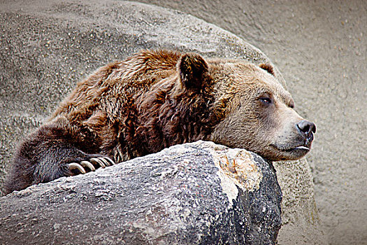 棕熊,岩石上,上半身,横图