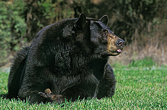 美洲黑熊,成年,卧,草地