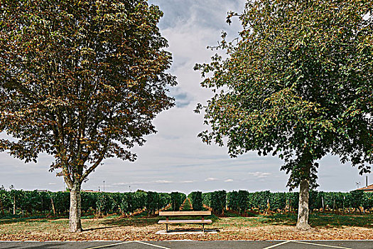 公园长椅,正面,葡萄园,阿基坦,法国