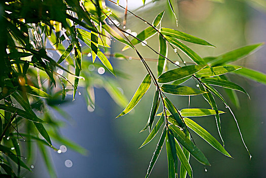 雨中竹叶