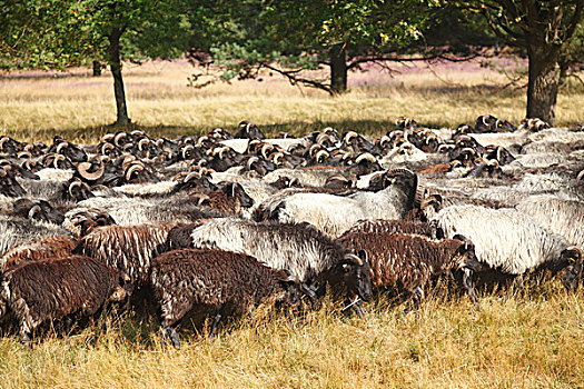 德国,下萨克森,自然保护区,绵羊