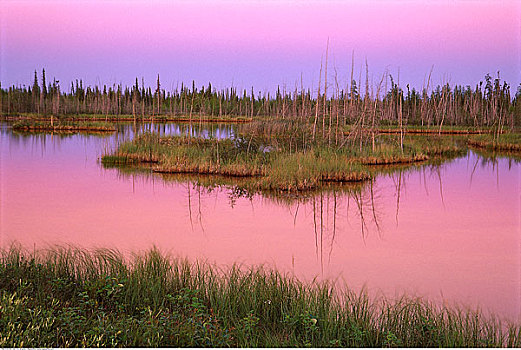 水塘,路线,伍德布法罗国家公园,加拿大西北地区,加拿大