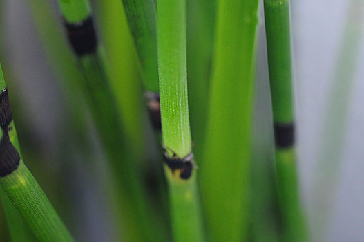 特写翠绿的多年生草本植物木贼