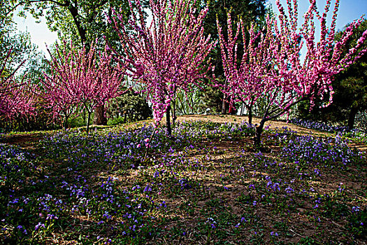 一片五彩的紫花地丁和盛开的梅花