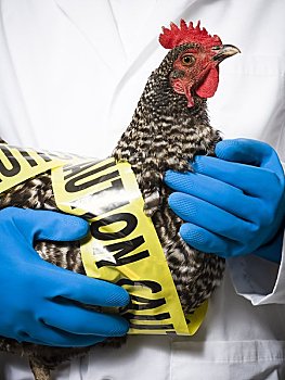动物,研究人员,拿着,感染,鸡